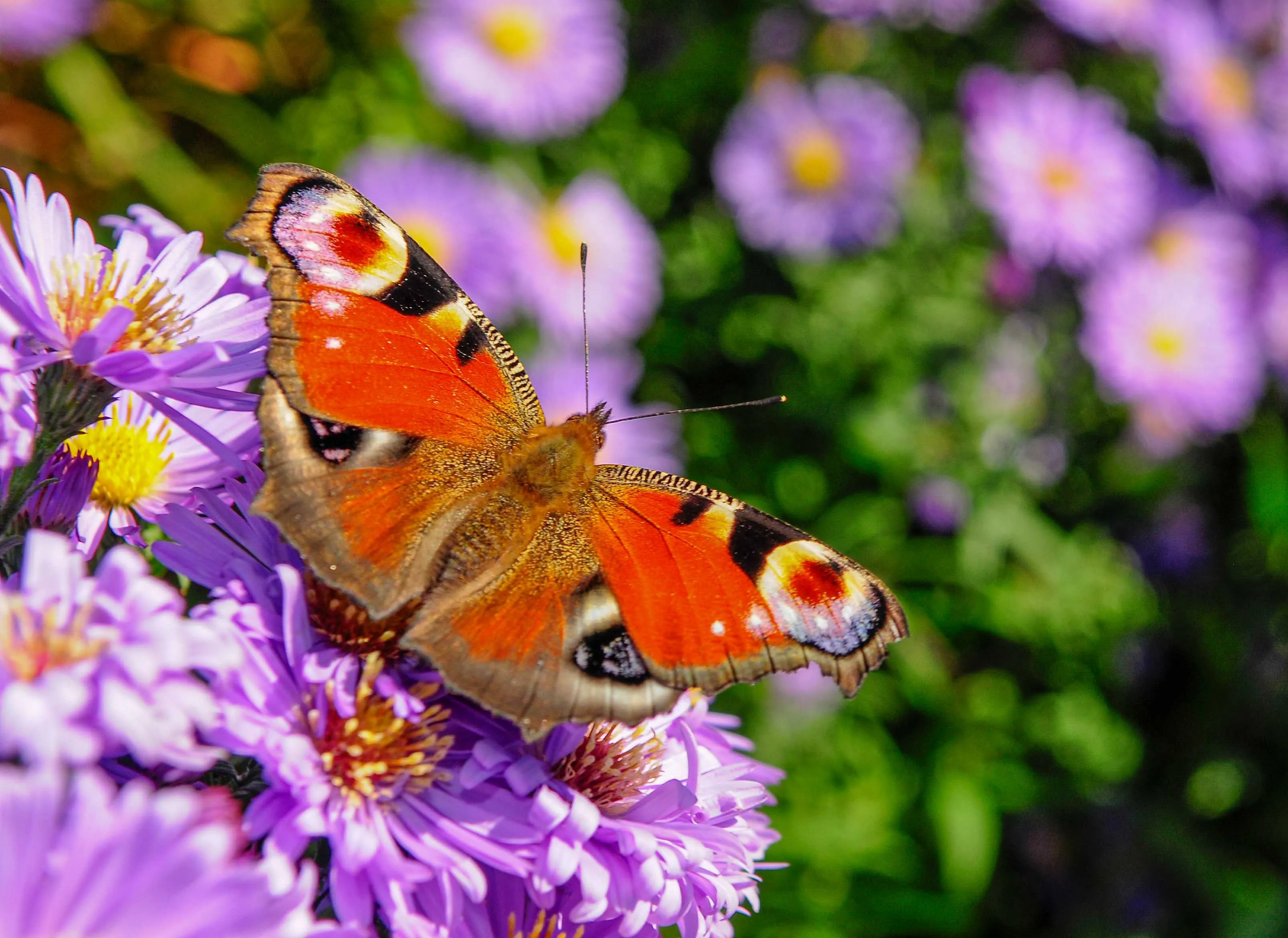 Schmetterling auf violetter Blume